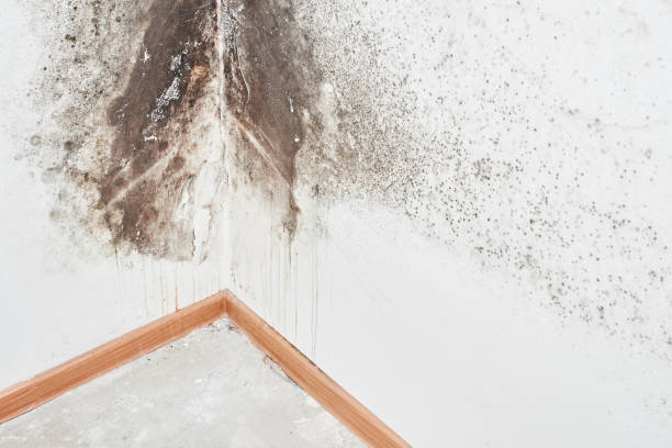 Mold Removal for HVAC Installations